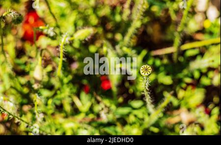 Close-up of the seed pods and red-pink flowers of Papaver somniferum plants grown in Slavakia. Stock Photo