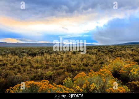 Stormy skies in western Colorado with blue, gray, dark gray and yellow from the late day sun lights up the flowers in the field. Stock Photo