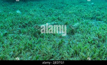 Red Sea, Egypt. 26th June, 2022. Couple lizard fish lie on sandy bottom covered with green sea grass. Slender Lizardfish or Gracile lizardfish (Saurida gracilis), Red sea, Egypt (Credit Image: © Andrey Nekrasov/ZUMA Press Wire) Stock Photo