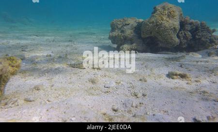 Red Sea, Egypt. 26th June, 2022. Couple lizard fish lie on sandy bottom near the coral reef. Slender Lizardfish or Gracile lizardfish (Saurida gracilis), Red sea, Egypt (Credit Image: © Andrey Nekrasov/ZUMA Press Wire) Stock Photo