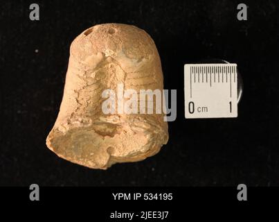 Goniatites sp. Stock Photo