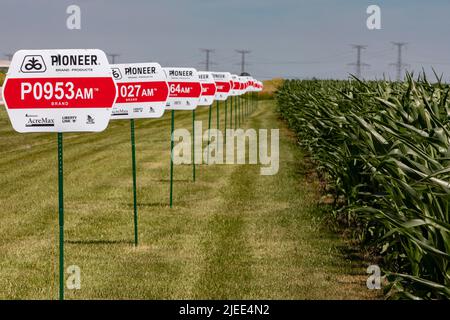 Eureka, Illinois - Varieties of corn growing from seeds produced by Pioneer, a DuPont company. Nearly all corn grown in the United States is genetical Stock Photo