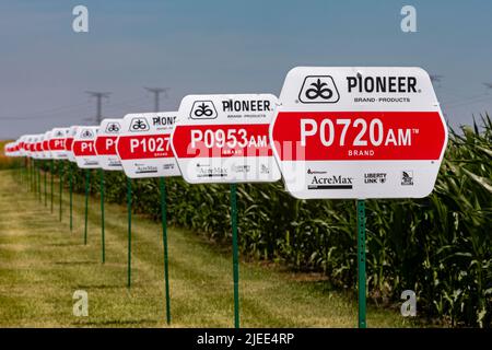 Eureka, Illinois - Varieties of corn growing from seeds produced by Pioneer, a DuPont company. Nearly all corn grown in the United States is genetical Stock Photo