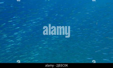 Red Sea, Egypt. 26th June, 2022. Massive shoal of Blue sprat, Delicate round herring or blueback sprat (Spratelloides delicatulus). Massive school of small fish swims in the blue water in sunrays. Red sea, Egypt (Credit Image: © Andrey Nekrasov/ZUMA Press Wire) Stock Photo