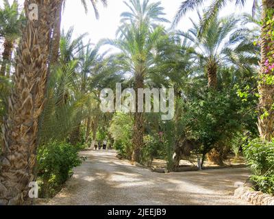 A Casual Walk Through the Desert Oasis Stock Photo