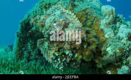 Red Sea, Egypt. 26th June, 2022. Scorpion fish lie on the reef. Bearded Scorpionfish (Scorpaenopsis barbata).Red sea, Egypt (Credit Image: © Andrey Nekrasov/ZUMA Press Wire) Stock Photo