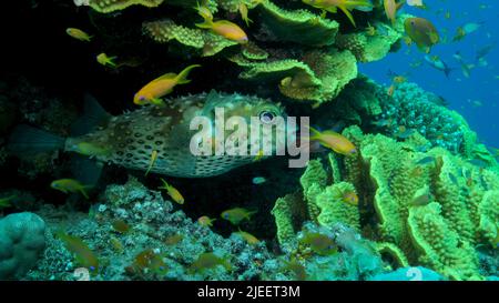 Red Sea, Egypt. 26th June, 2022. Porcupinefish is hiding under under Lettuce coral. Ajargo, Giant Porcupinefish or Spotted Porcupine Fish (Diodon hystrix) and Lettuce coral or Yellow Scroll Coral (Turbinaria reniformis). Red sea, Egypt (Credit Image: © Andrey Nekrasov/ZUMA Press Wire) Stock Photo