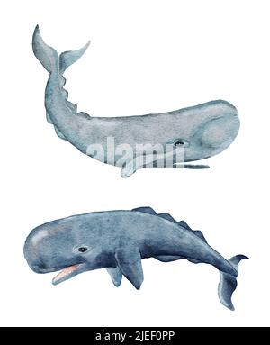 Watercolor sperm whale hand drawn illustration, sea ocean underwater marine nautical design, endangered species animal, pacific waters wildlife Stock Photo