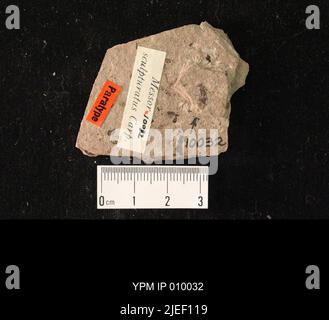 Messor sculpturatus Carpenter. IPC.01614: Colorado. Teller County. Florissant. Coll: Cockerell, T. D. Oligocene. Florissant Lake Beds.; Stock Photo