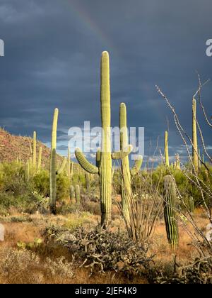 Vibrant green Saguaros illuminated by sunlight with rainbow in sky Stock Photo