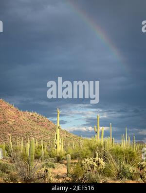 Arizona desert. Saguaro forest with rainbow in sky.  Stock Photo