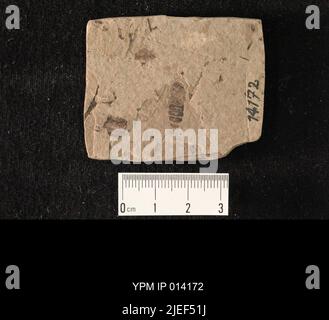 Hirmoneura melanderi Cockerell. IPC.01627: Colorado. Teller County. Florissant. Station 14 at level L, half-way down hill, about a mile SW of the town of Florissant in the direction of, but beyond, the "Y" on which the loccomotives turn. [W14; 14]. Coll: Cockerell, W. P. 1907. Oligocene. Florissant Lake Beds.; Stock Photo