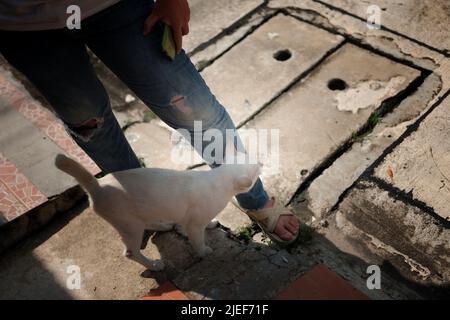 Cat welcome his owner (young woman) at home. Stock Photo