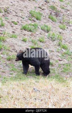 Mature Black Bear, Ursus americanus, walking on a hillside trail near Tower Falls at Yellowstone NP, WY, USA, 5/22 Stock Photo
