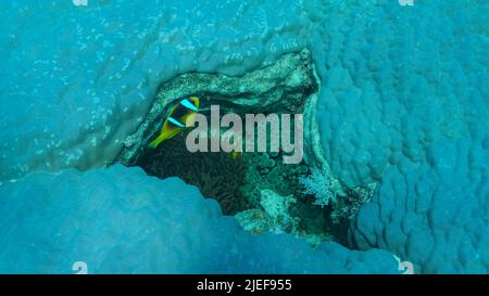 Red Sea, Egypt. 26th June, 2022. Clown fishes swims on anemone in the crack of a hard coral (Porites lutea). Red Sea Anemonefish or Threebanded Anemonefish (Amphiprion bicinctus). Rsd sea, Egypt (Credit Image: © Andrey Nekrasov/ZUMA Press Wire) Stock Photo
