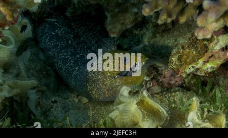 Red Sea, Egypt. 26th June, 2022. Yellow Edged Moray Eel (Gymnothorax flavimarginatus) peeking out of hiding in a coral reef. Close-up. Red sea, Egypt (Credit Image: © Andrey Nekrasov/ZUMA Press Wire) Stock Photo