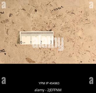 Large Crane Flies (Tipulidae Stock Photo - Alamy