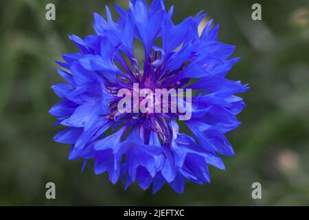 Blue cornflower close-up. Wildflowers in the garden Stock Photo