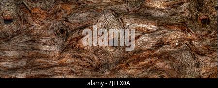Panoramic closeup of the abstract rough bark of a sequoia tree Stock Photo