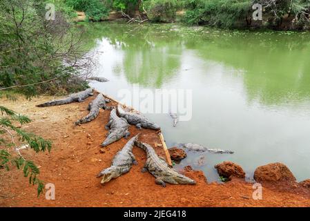 The West African crocodile, desert crocodile, or sacred crocodile (Crocodylus suchus), a species of crocodile very common in Senegal, West Africa. Stock Photo