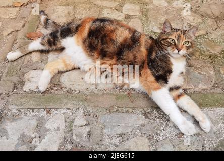 Portrait of european cat relaxing in the alley of Spello Stock Photo