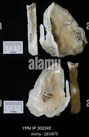 Crassostrea virginica (Gmelin, 1791 Stock Photo Alamy