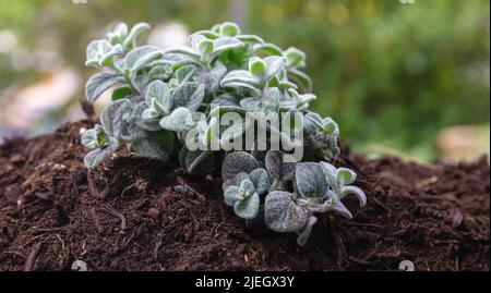 Cretan dittany herb, Dictamnus Origanum wild therapeutic and aromatic plant. Greek diktamos, hop marjoram on soil, close up view Stock Photo