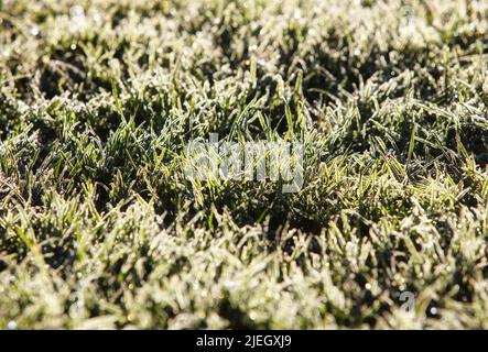 closeup of frosty grass Stock Photo