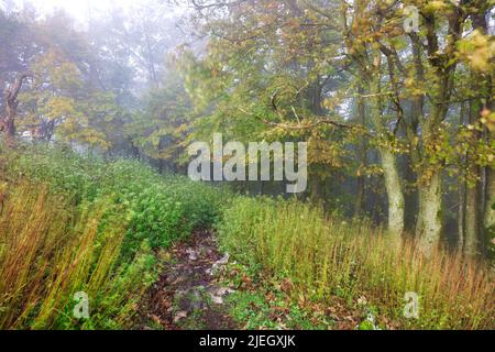 Forest in autumn morning mist Stock Photo