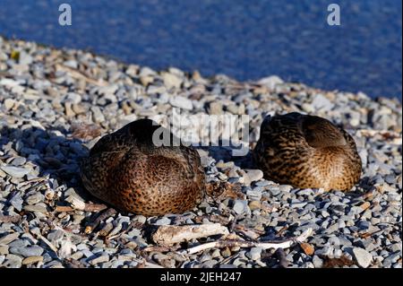 Ducks sound asleep at the edge of Lake Rotoiti in Nelson Lakes National Park, New Zealand. Stock Photo
