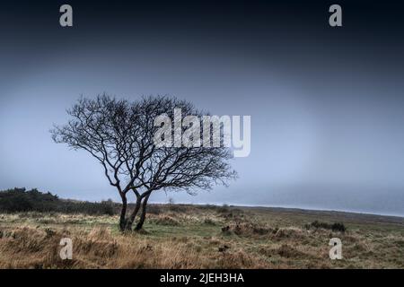 A lone tree growing on the misty bleak foreshore of Colliford Lake on Bodmin Moor in Cornwall. Stock Photo