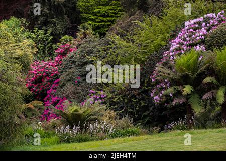 The spectacular colours of the sub-tropical Trebah Garden in Spring in Cornwall in the UK. Stock Photo