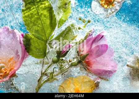 Abstract background of frozen multicolored flowers. Flowers in ice in the sunlight Flat lay Creative beauty backdrop Concept of cryotherapy Stock Photo