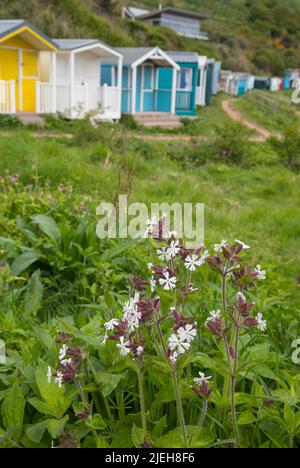 White Campion, Silene latifolia subsp. alba, and beach huts at Coldingham Bay, Berwickshire, Scotland Stock Photo