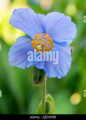 Blue Himalayan Poppy, Meconopsis, garden flower Stock Photo
