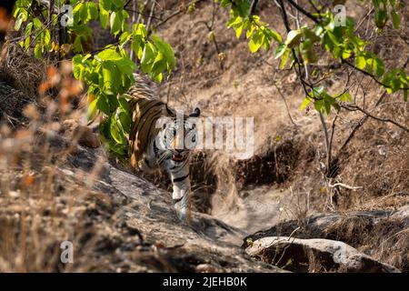 wild bengal female tiger coming head on with aggression face expression and eye contact in natural green at bandhavgarh national park forest india Stock Photo