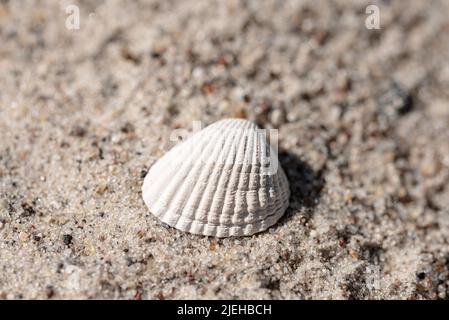 close-up view of seashell on sand beach Stock Photo