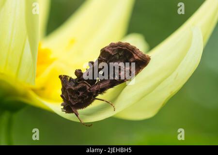 Beautiful Golden Y, Autographa pulchrina, moth on a Dahlia flower, Dumfries & Galloway, Scotland Stock Photo