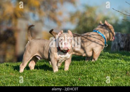 A pocket Lilac color male American Bully puppy dog is moving. Medium sized  dog with a muscular body Stock Photo - Alamy