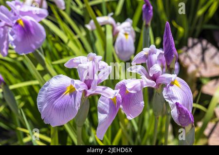 Lilac-pink flowers of Japanese water iris, also shallow-flowered iris in a garden. Stock Photo