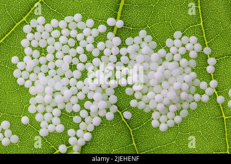 Globuli zur Behandlung von Krankheiten in der sanften, alternativen Medizin. Tabletten und Medikamente. Stock Photo