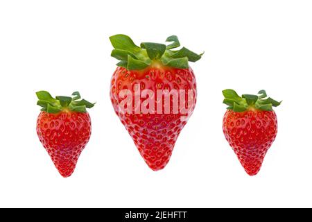 Frische Erdbeeren, Stock Photo