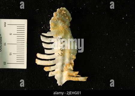 Leptodus nobilis americanus Girty. Stock Photo