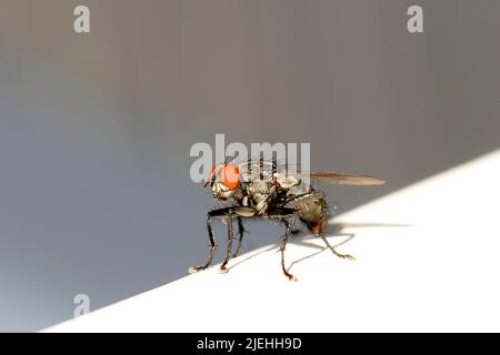 Gemeine Stubenfliege (Musca domestica) Stock Photo