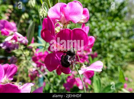 Xylocopa violacea, Large wood bee (Xylocopa violacea),  on a flower of broad-leaved vetchling, Brandenburg, Germany, EU Stock Photo