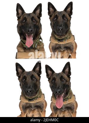 collage. of 4 picture with belgian shepherd dog sticking out tongue, wearing body harness and being happy in front of white background in studio Stock Photo