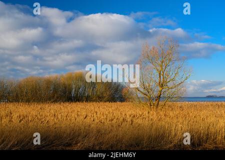 Reet, Reetschnitt, Dümmer See, Stock Photo