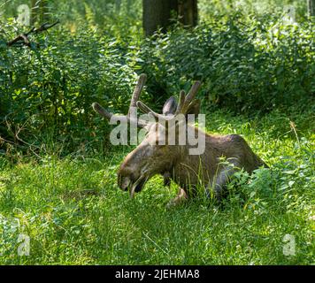 Moose bull is resting in meadow. Germany, Baden Wuerttemberg, Europe Stock Photo