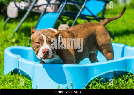 American Bully dog is swimming in pool Stock Photo