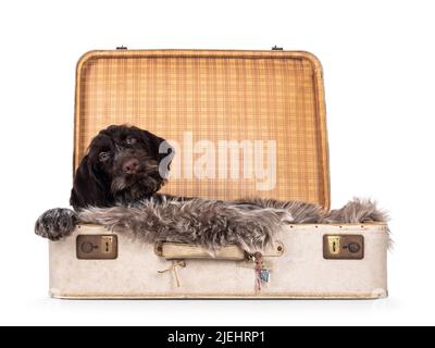 German wirehaired pointer laying in old suit case. Looking towards camera. Isolated on a white camera. Stock Photo